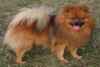 Superbe chiots pomenarie disponible - Miniature