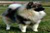 Superbe chiots spitz a donner - Miniature