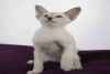 Chatons siamois et orientaux loof a donner - Miniature