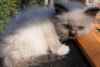 Magnifiques chatons de race ragdoll a donner contre... - Miniature