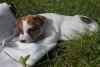 Superbes chiots de race jack russell disponibles - Miniature