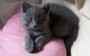 Chaton chartreux (1mâle et 1 femelle). - Miniature