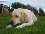 Chiots labrador, croisé épagneul breton - Miniature