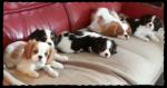 Superbe chiots cavalier king charles disponible de suite - Miniature