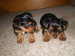 Magnifique chiots yorkshire terrier - Miniature