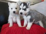 Chiots siberien husky adonner - Miniature