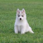 A donnez chiot siberian husky - Miniature