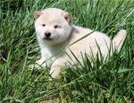 Donne ce nounours chiot shiba inu - Miniature