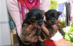 Cède chiots yorkshire pure race non loof - Miniature