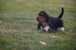 Je propose a l'adoption mes chiots basset hound - Miniature