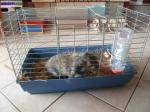 Vends cage a lapin nain - Miniature