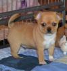 Chiot chihuahua lof - Miniature