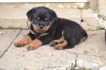 Chiots rottweiller  - Miniature