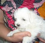 Chiots type bichon maltais mâle et femelle - Miniature