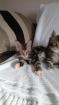 Chatons maine coon loof - Miniature