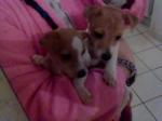 Chiots jack russel terrier - Miniature